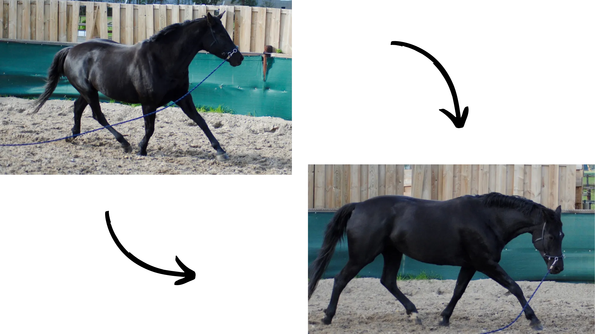 Twee foto's: een zwart paard wordt aan de longeerlijn in de bak gewerkt